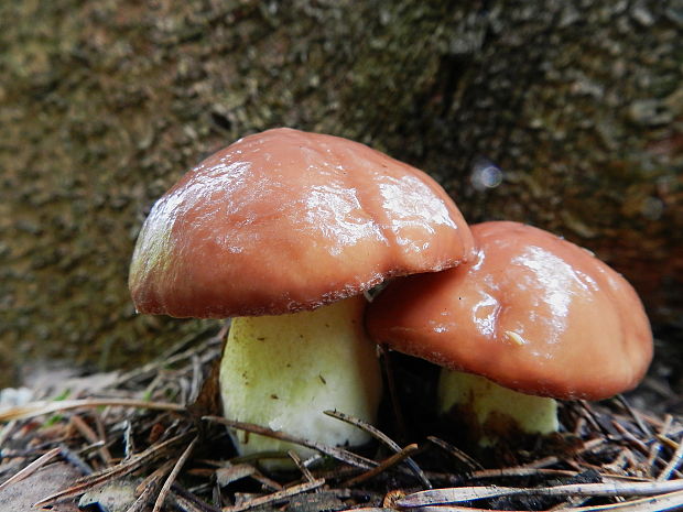 masliak zrnitý Suillus luteus (L.) Roussel