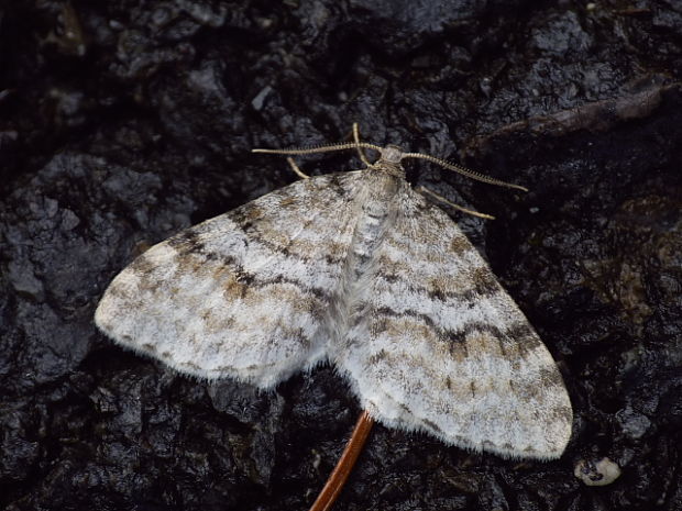 piadivka jarabinová Venusia cambrica