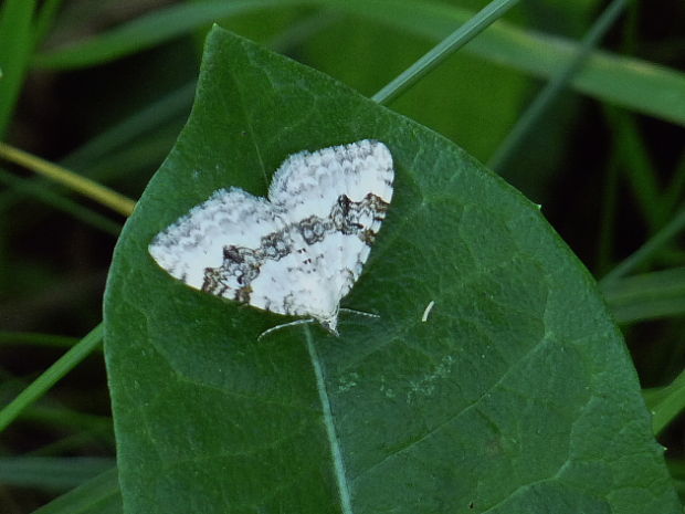 piadivka štiavcová Xanthorhoe montanata