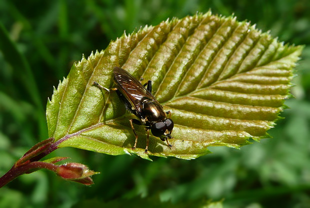 pestrica Xylota segnis Linnaeus, 1758