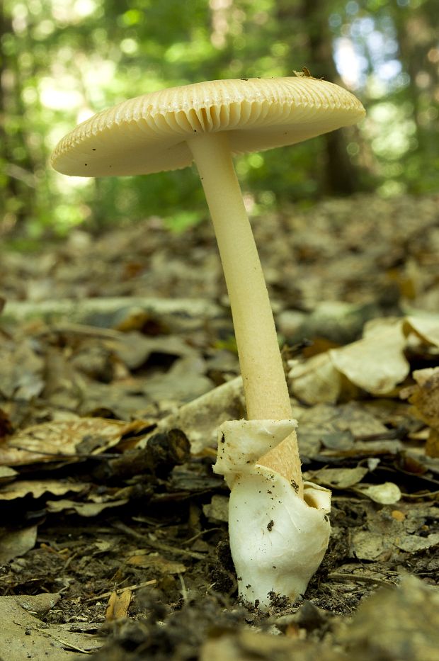 muchotrávka umbrovožltá Amanita battarrae (Boud.) Bon