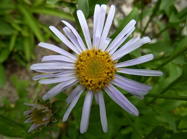 astra spišská Aster amelloides Besser