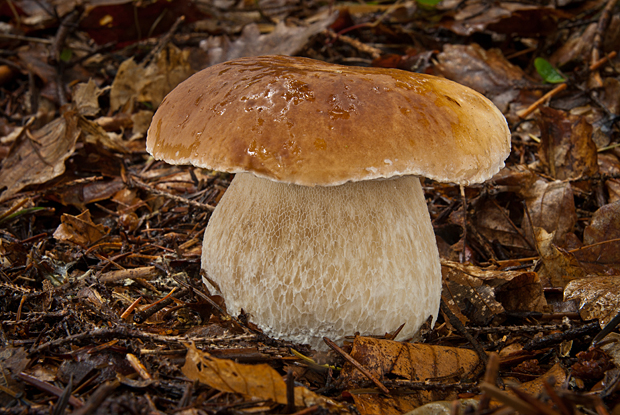 hríb smrekový Boletus edulis Bull.