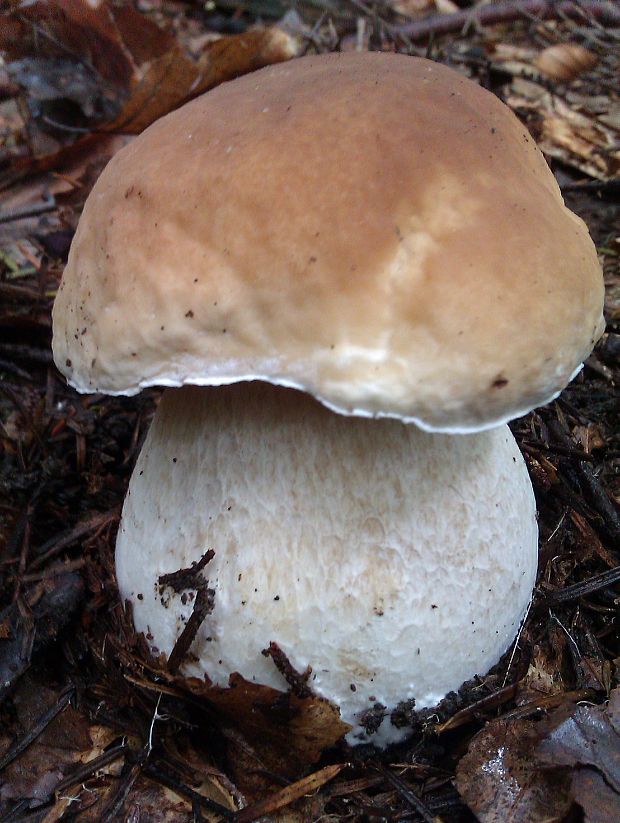 hríb smrekový Boletus edulis Bull.