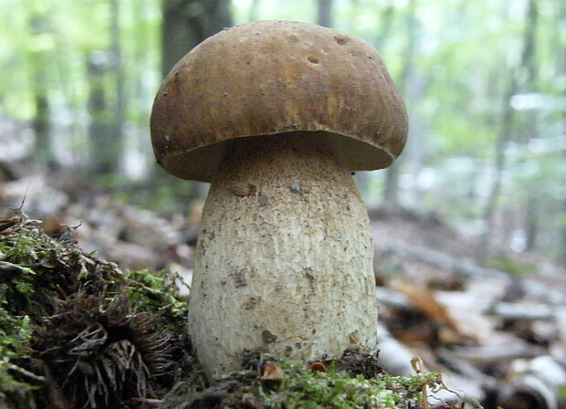 hríb dubový Boletus reticulatus Schaeff.