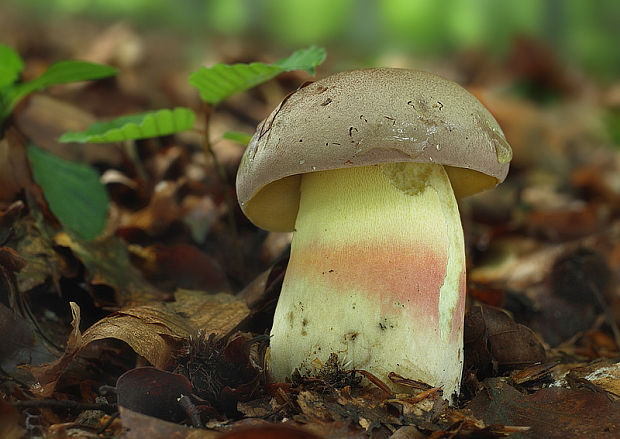 hríb striebristý Butyriboletus fechtneri (Velen.) D. Arora & J.L. Frank