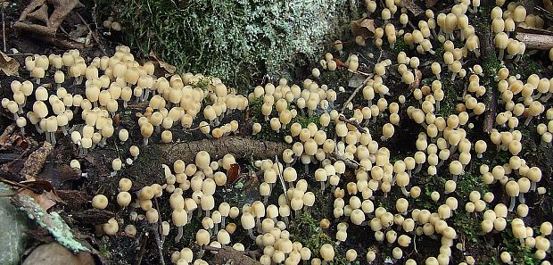 hnojník rozsiaty Coprinellus disseminatus (Pers.) J.E. Lange