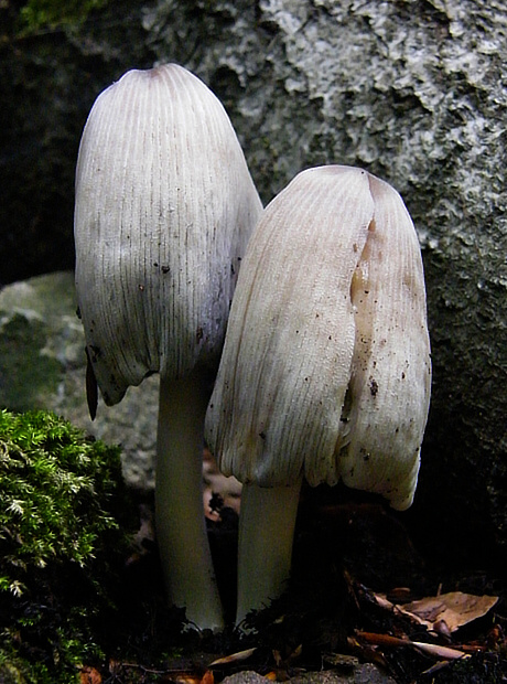 hnojník atramentový Coprinopsis atramentaria (Bull.) Redhead, Vilgalys & Moncalvo