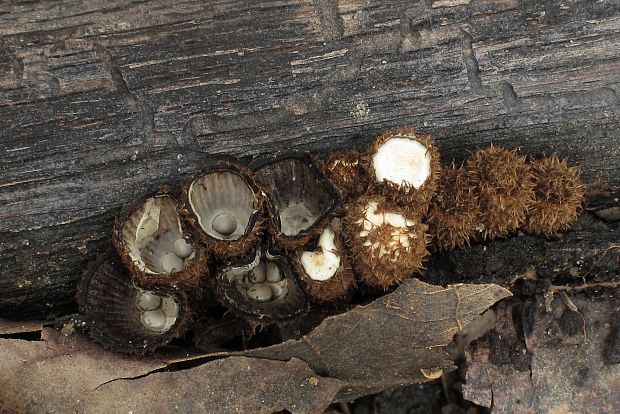 čiaškovec pásikavý Cyathus striatus (Huds.) Willd.