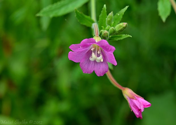 vŕbovka chlpatá Epilobium hirsutum L.