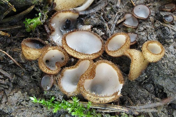 humária polguľovitá Humaria hemisphaerica (F.H. Wigg.) Fuckel