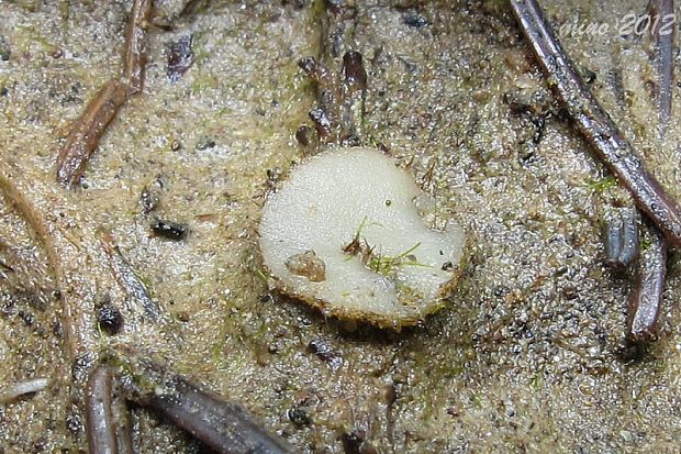 Lasiobolidium boudieri (Grelet) Van Vooren & Valade