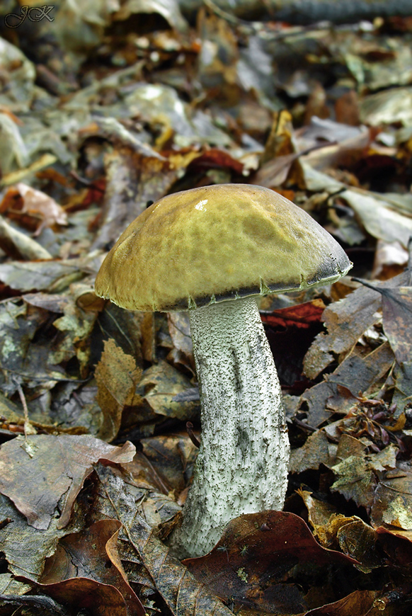 kozák hrabový Leccinum pseudoscabrum (Kallenb.) Šutara