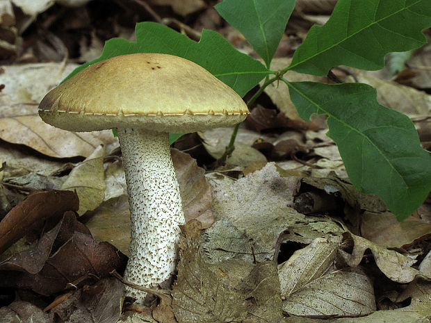 kozák hrabový Leccinum pseudoscabrum (Kallenb.) Šutara