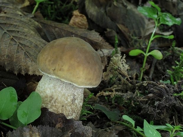 kozák hrabový Leccinum pseudoscabrum (Kallenb.) Šutara