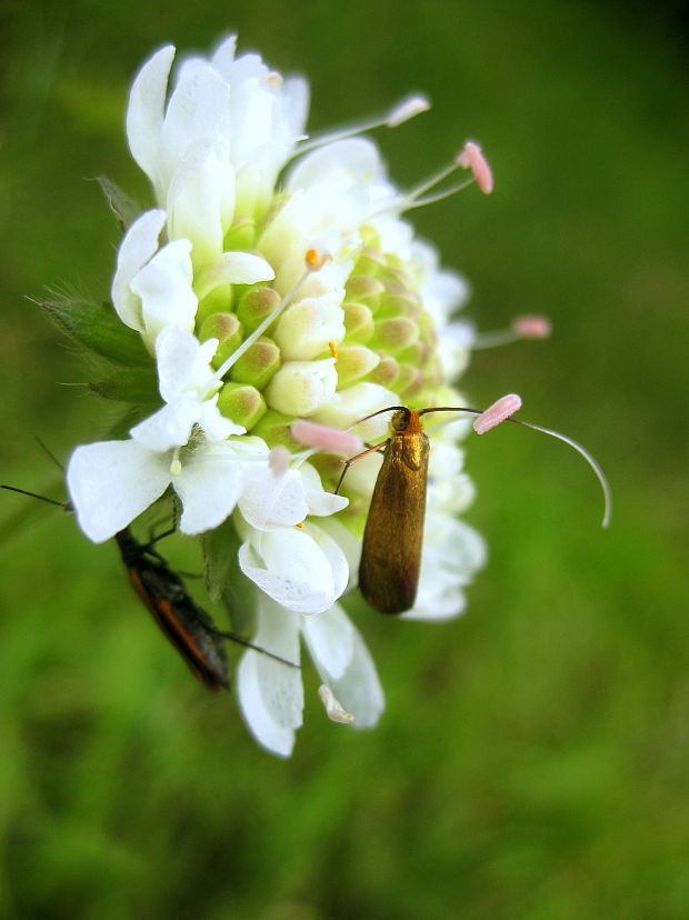 adéla chrastavcová  Nemophora metallica