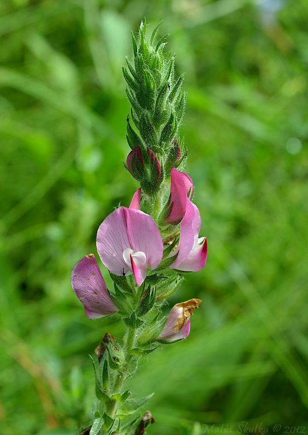 ihlica roľná Ononis arvensis L.