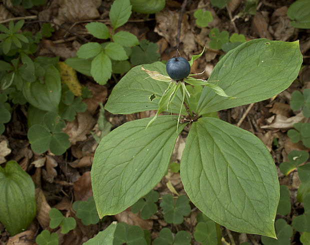 vranovec štvorlistý Paris quadrifolia L.