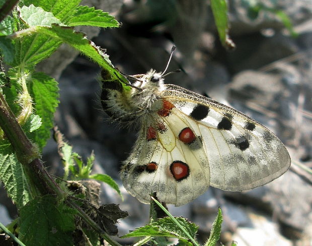 jasoň červenooký Parnassius apollo