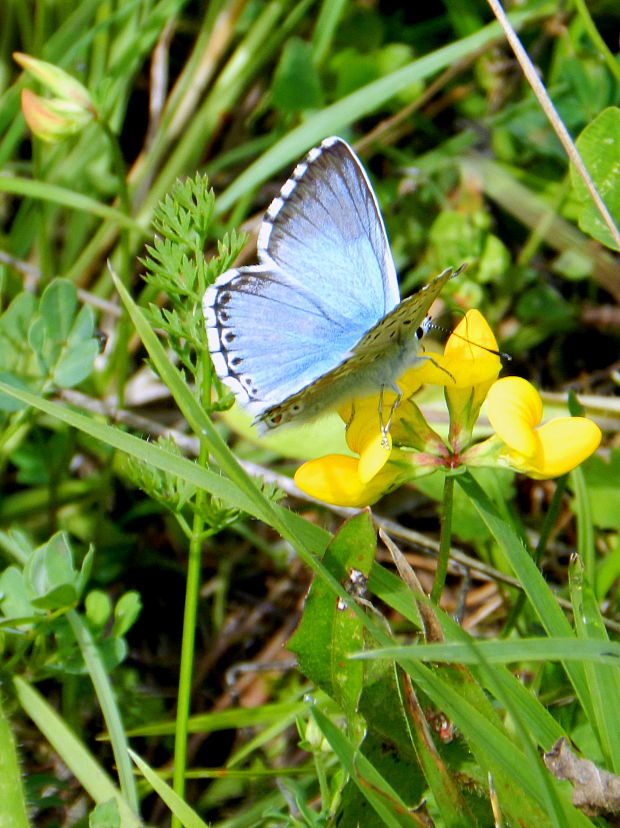 modráčik vikový  Polyommatus coridon