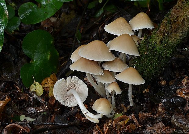 drobuľka Psathyrella sp.