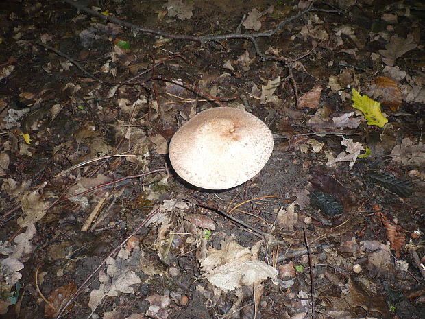 neidentifikovaná huba Agaricus impudicus?