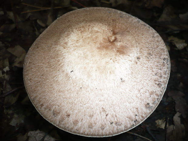 neidentifikovaná huba Agaricus impudicus?