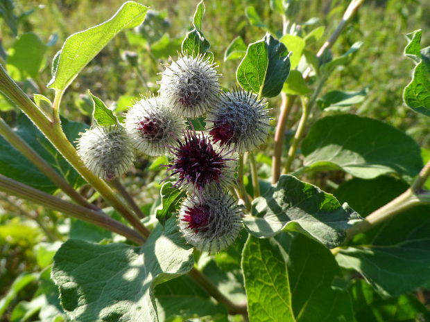 lopúch plstnatý Arctium tomentosum Mill.