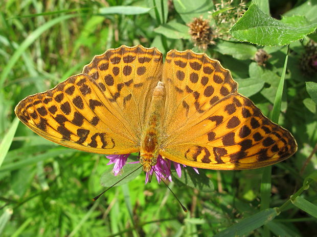 perlovec striebristopasavy Argynnis paphia