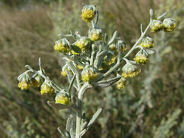 palina pravá Artemisia absinthium L.