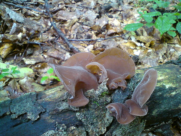 uchovec bazový Auricularia auricula-judae (Bull.) Quél.