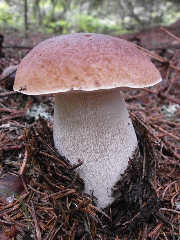 hríb smrekový Boletus edulis Bull.