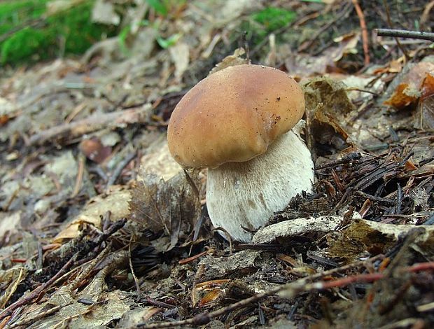 hríb smrekový Boletus edulis Bull.