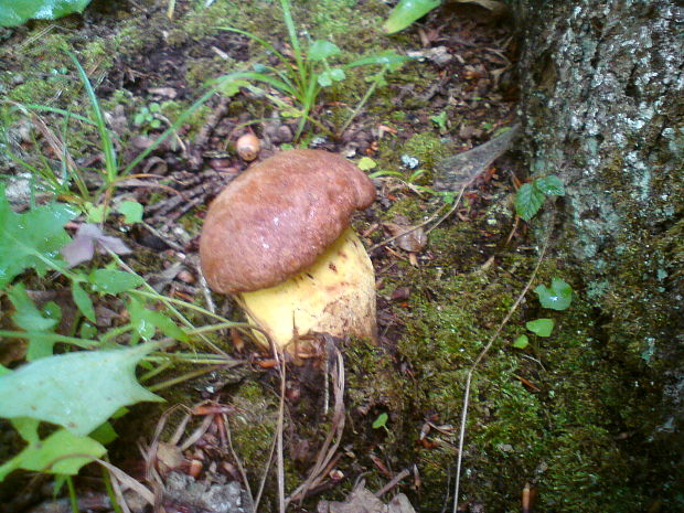 hríb príveskatý Butyriboletus appendiculatus (Schaeff. ex Fr.) Secr.