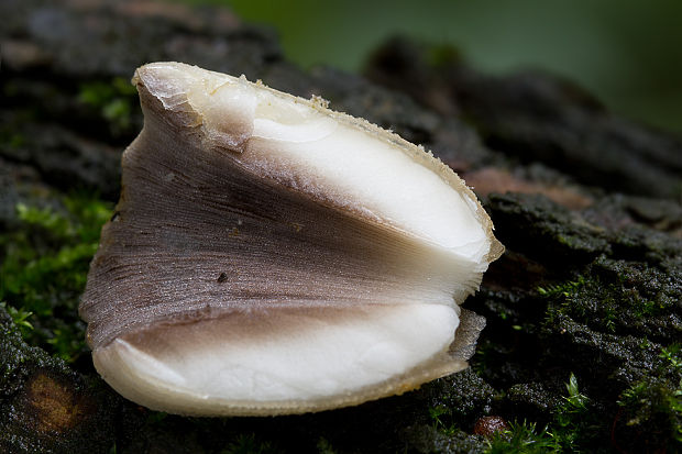 hnojník Coprinus sp.