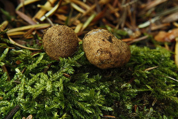 srnka Elaphomyces sp.