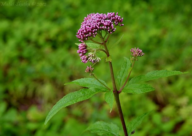 konopáč obyčajný Eupatorium cannabinum L.