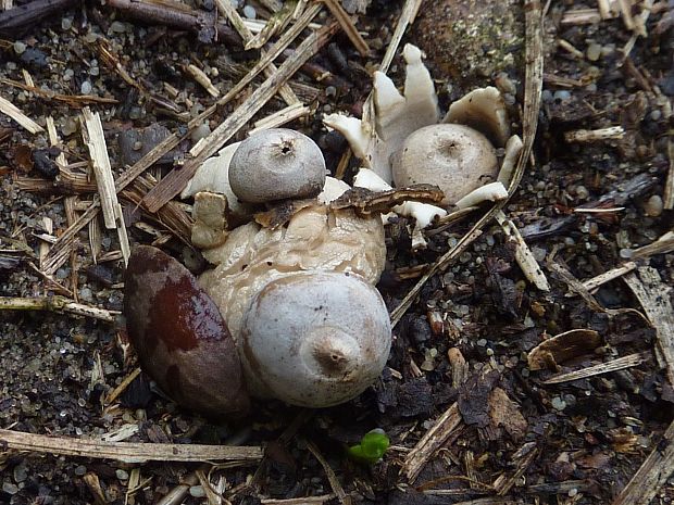 hviezdovka malá Geastrum minimum Schwein.