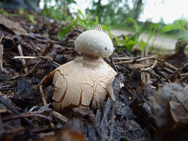 hviezdovka golierikovitá Geastrum striatum DC.