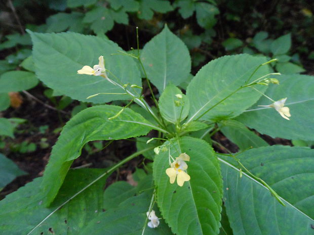 netýkavka malokvetá Impatiens parviflora DC.