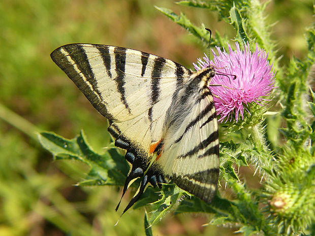 vidlochvost ovocny Iphiclides podalirius