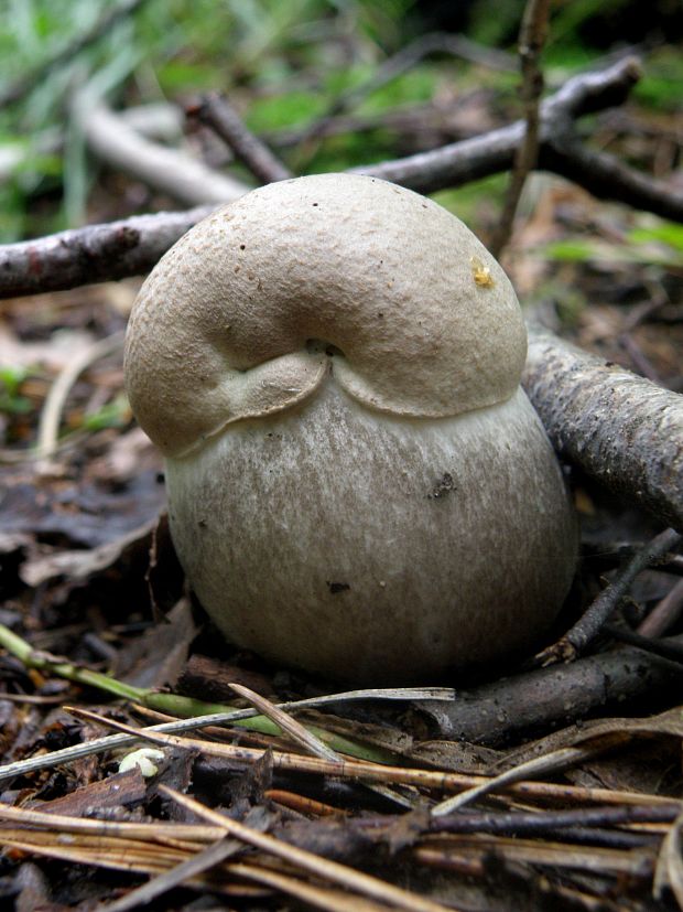 kozák topoľový f.robustná Leccinum duriusculum f. robustum  Lannoy & Estadès