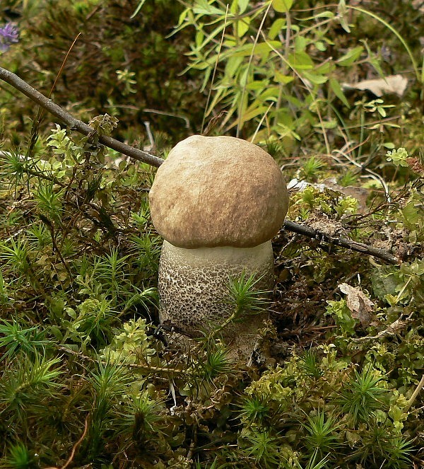 kozák topoľový Leccinum duriusculum (Schulzer ex Kalchbr.) Singer