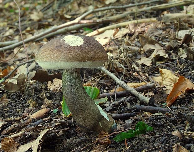 kozák topoľový Leccinum duriusculum (Schulzer ex Kalchbr.) Singer