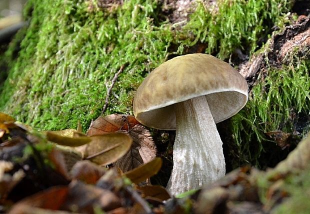 kozák hrabový Leccinum pseudoscabrum (Kallenb.) Šutara