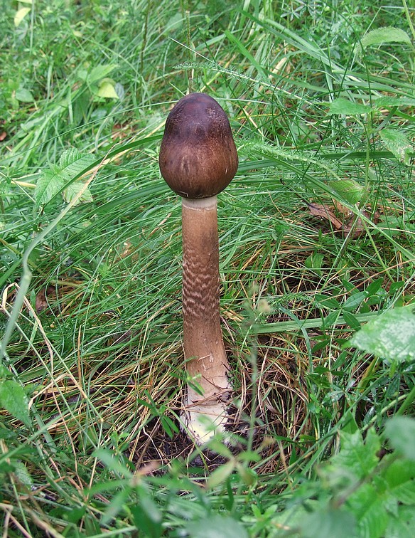 bedľa vysoká Macrolepiota procera (Scop.) Singer