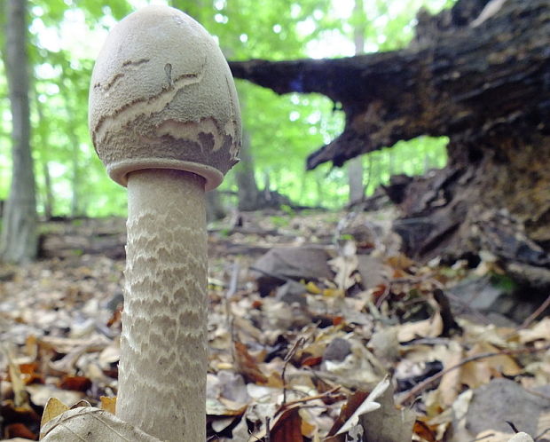 bedľa vysoká Macrolepiota procera (Scop.) Singer