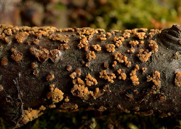 pezikula hrabová Pezicula carpinea (Pers.) Tul. ex Fuckel