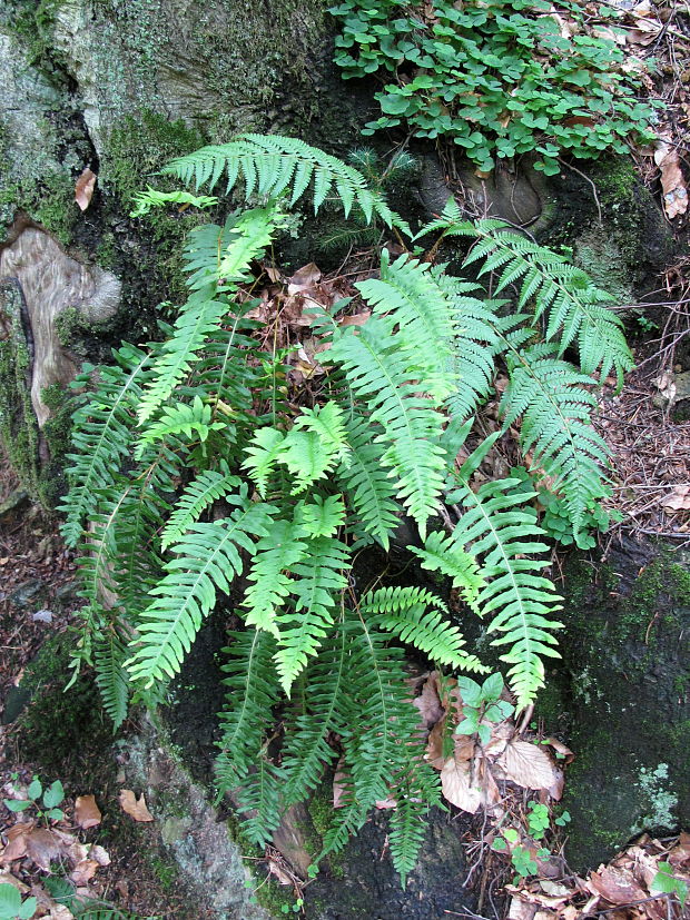 sladič obyčajný Polypodium vulgare L.