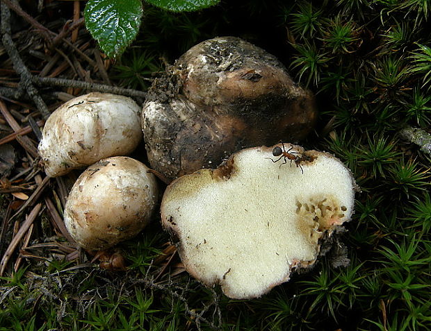 koreňovec Rhizopogon marchii (Bres.) Zeller & C.W. Dodge
